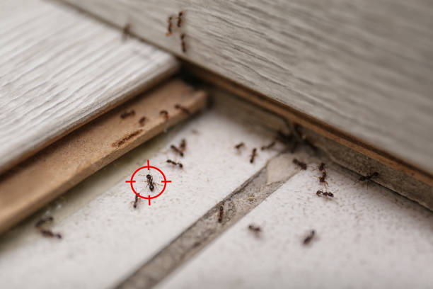 Best Exterminator Services  in Castalia, OH