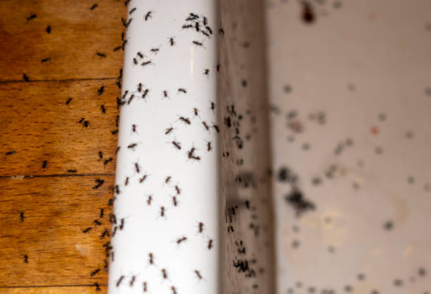 Best Pest Control Near Me in Castalia, OH