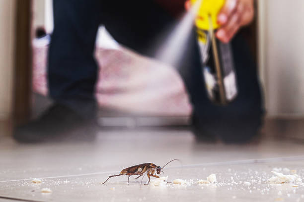Best Wasp Removal Services  in Castalia, OH