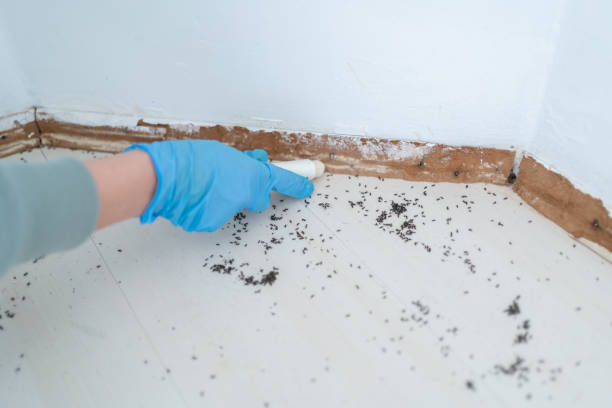 Best Cockroach Control Services  in Castalia, OH